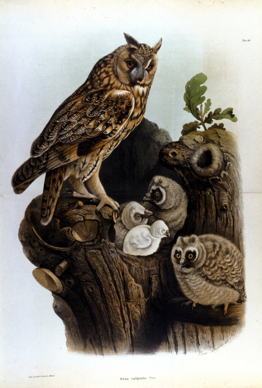 Tallrik som föreställer en familj av ugglor nära boet. av Unknown artist
