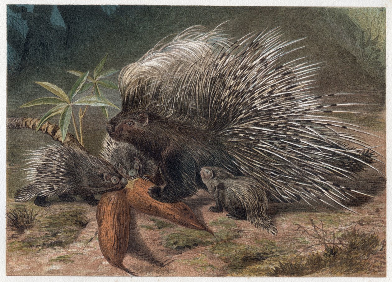 Pork epic a crete (porc-epic) - The crested porcupine (Hystrix cristata) - gravyr från "" Brehms Life of Animals"" av Alfred Edmund Brehm (1829-1884) av Unknown artist