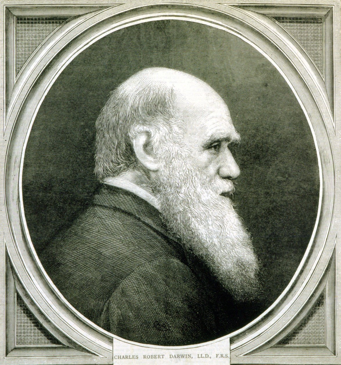 Porträtt av Charles Darwin (1809 - 1882) av Unknown artist