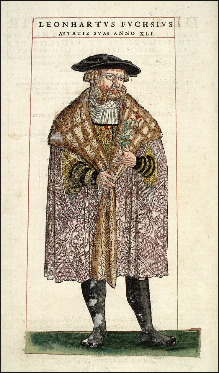 Porträtt av Leonhart Fuchs: Botanist - tysk läkare (1501 - 1566) - i "The History of Stirpium med kommentarer till märken,..." av Leonhart Fuchs av Unknown artist