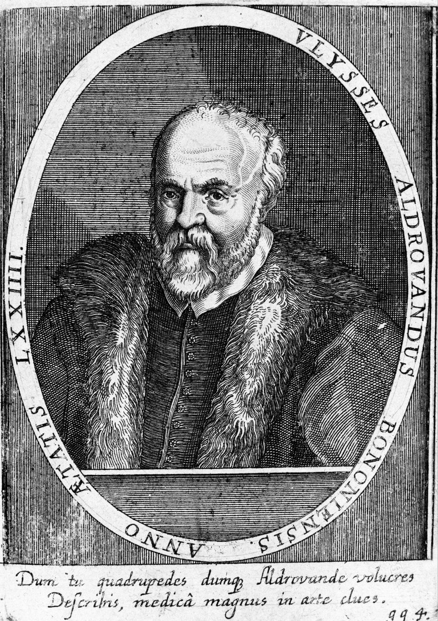Porträtt av Ulisse Aldrovandi (1522 - 1605?). av Unknown artist