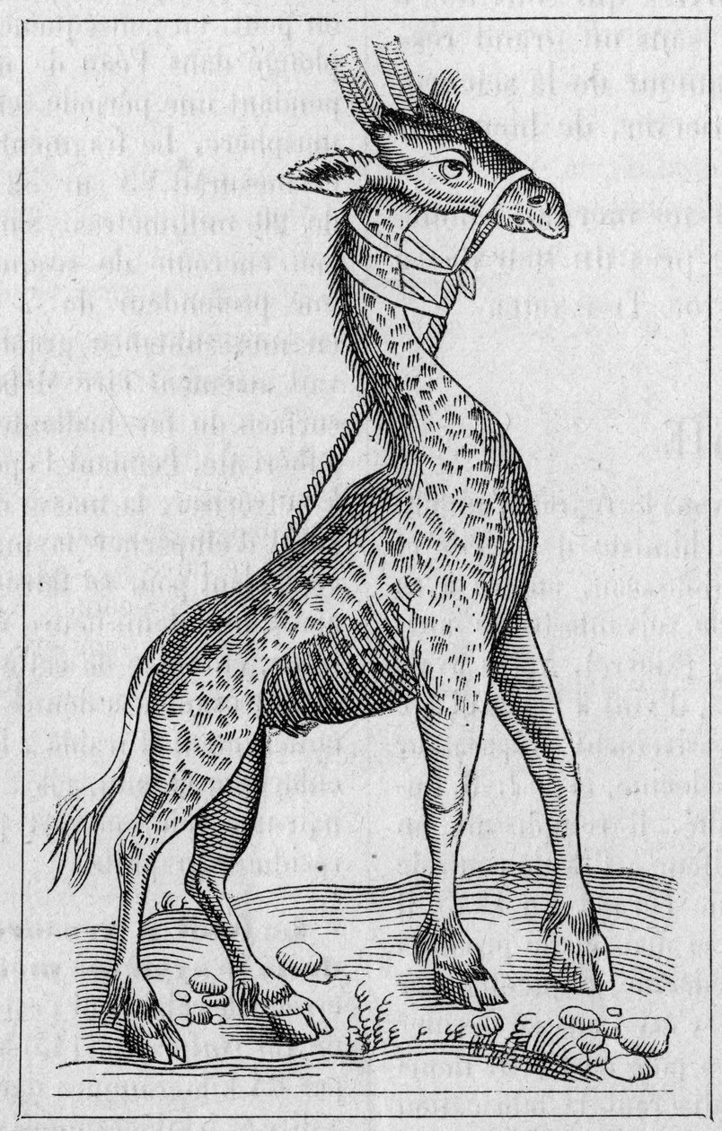 Porträtt av en giraff. (Efter Pierre Belon av Unknown artist