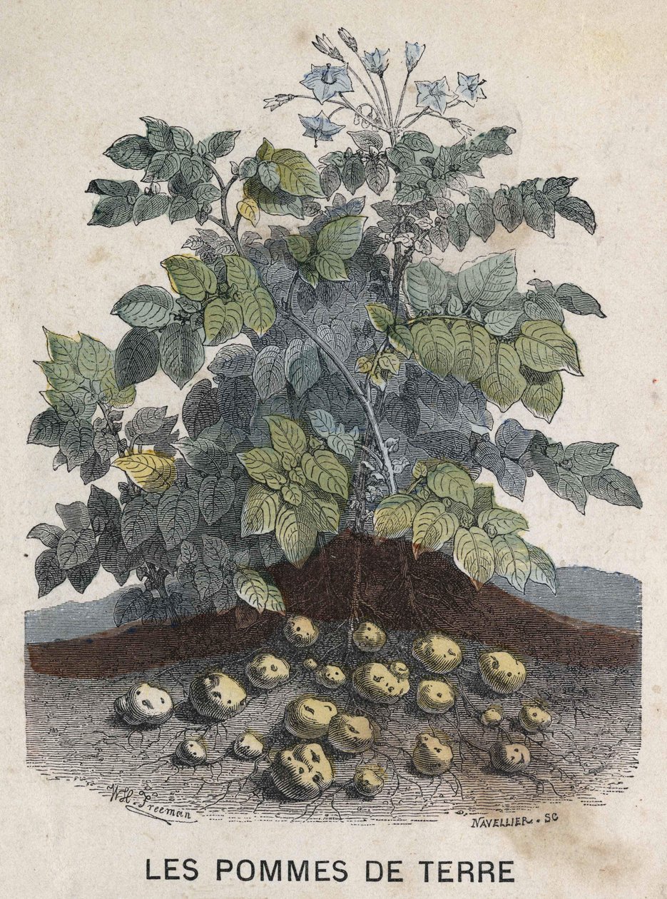Potatisar. 1800-talsillustration. Bianchetti samling. av Unknown artist