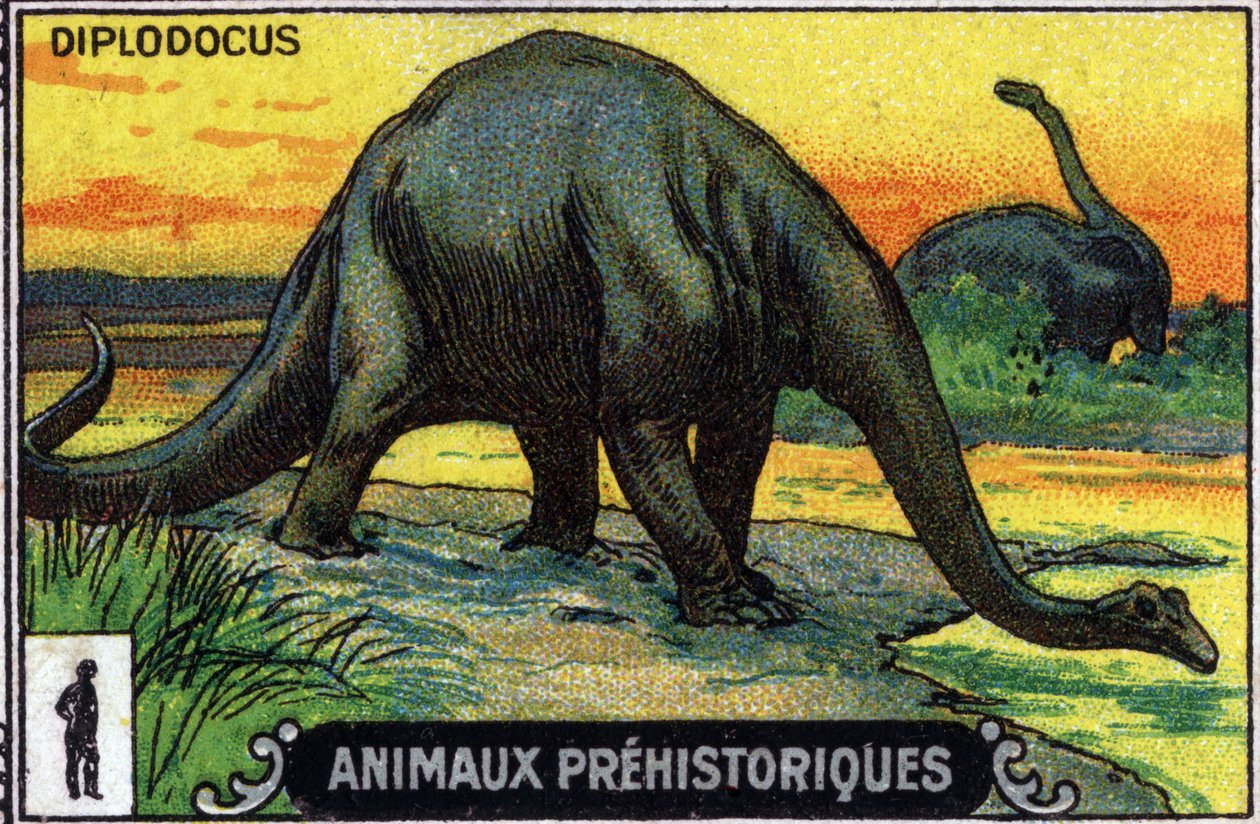 Förhistoriskt djur: en diplodocus-dinosaurie (chromo) av Unknown Artist