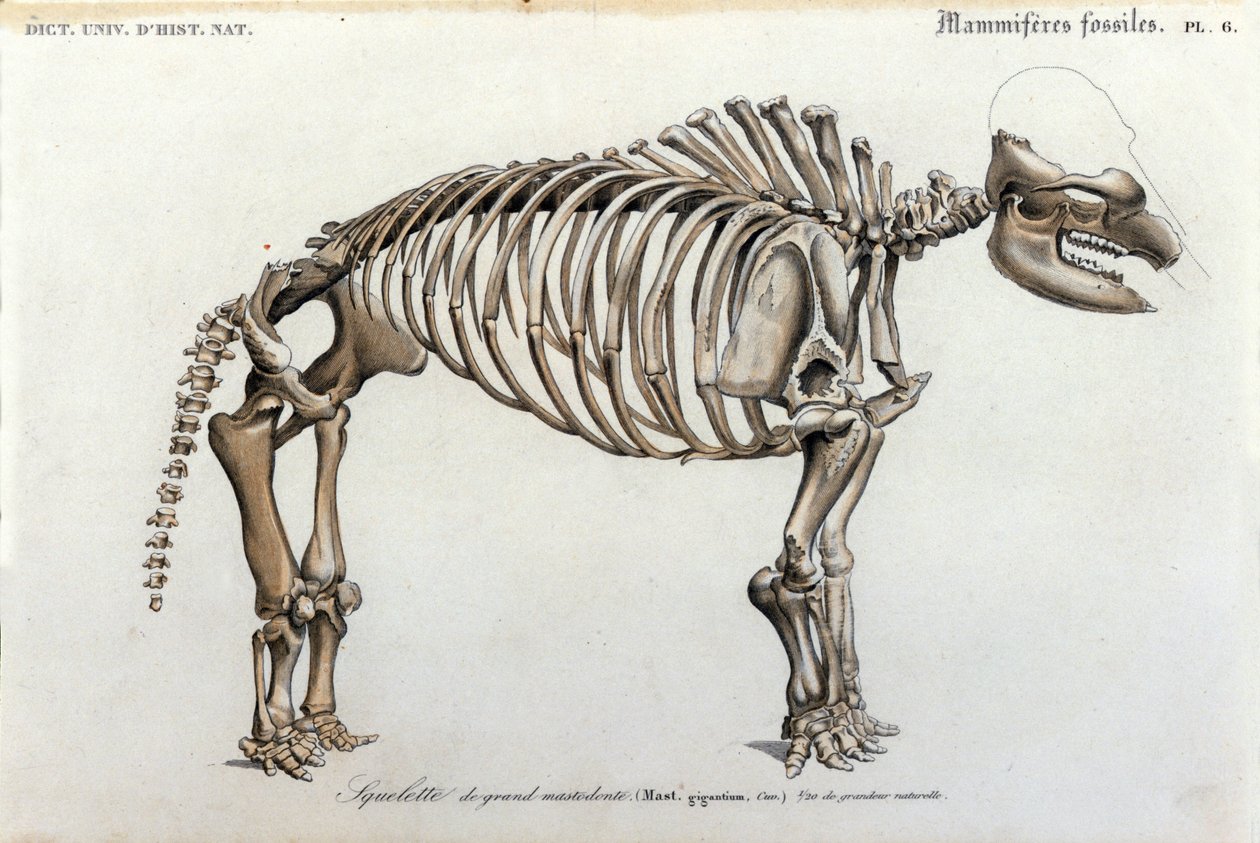 Förhistoria: Mastodontskelett, fossila däggdjur (Mas gigantium). Plåt av paleontologi från "Dictionnaire universel d