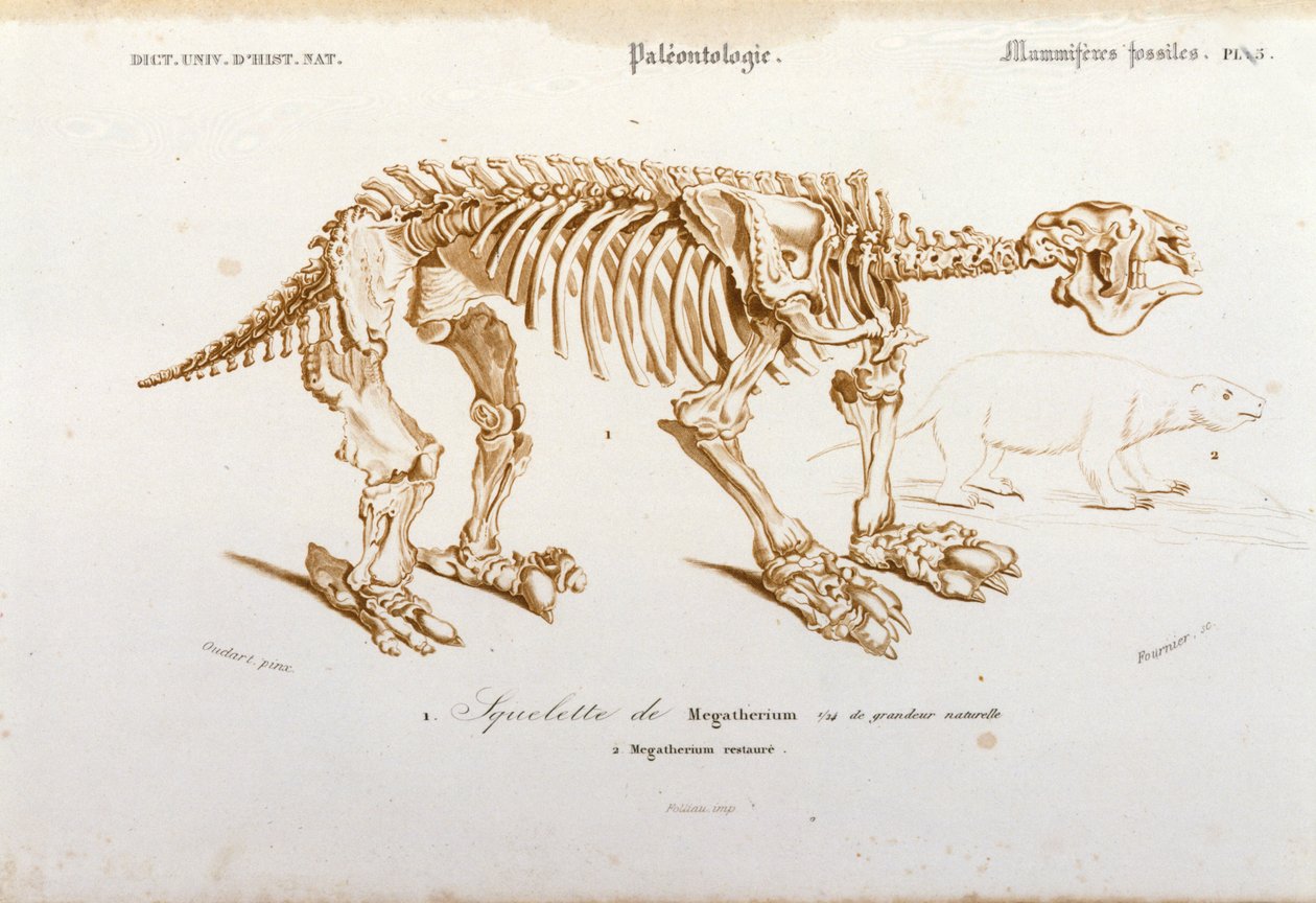 Förhistoria: skelett av megatherium (jordbunden lat av elefantfamiljen) fossilt däggdjur. Plåt av paleontologi hämtad från "Dictionnaire universel d