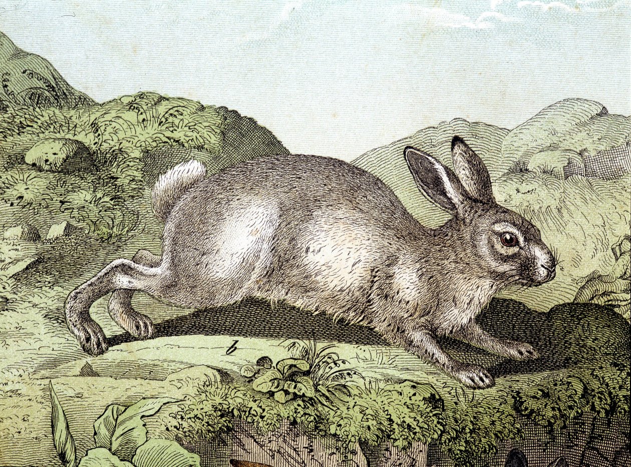 Kanin - i "Natural History of Mammals", red. Schreiber av Unknown artist
