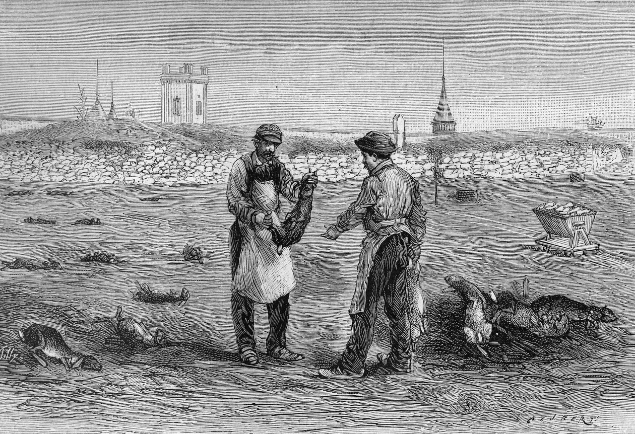 Kanin lik dödade av kycklingar kolera mikrob. Erfarenhet av Mme änkan Pommery i Champagne. (Från ett foto av Mr. Trumpet och information som kommunicerats av Mr. L. Pommery). Gravyr i "" La Nature: revue des sciences et de leurs applications aux ar av Unknown artist
