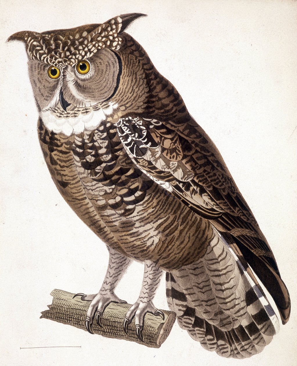Raptor: Afrikansk uggla. 1800-talsgravyr av Unknown artist