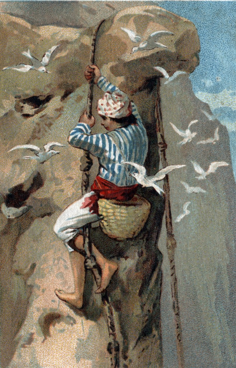 Omlokalisering av salangans svalbon i Malaysia. Kromolitografi från slutet av 1800-talet. av Unknown artist