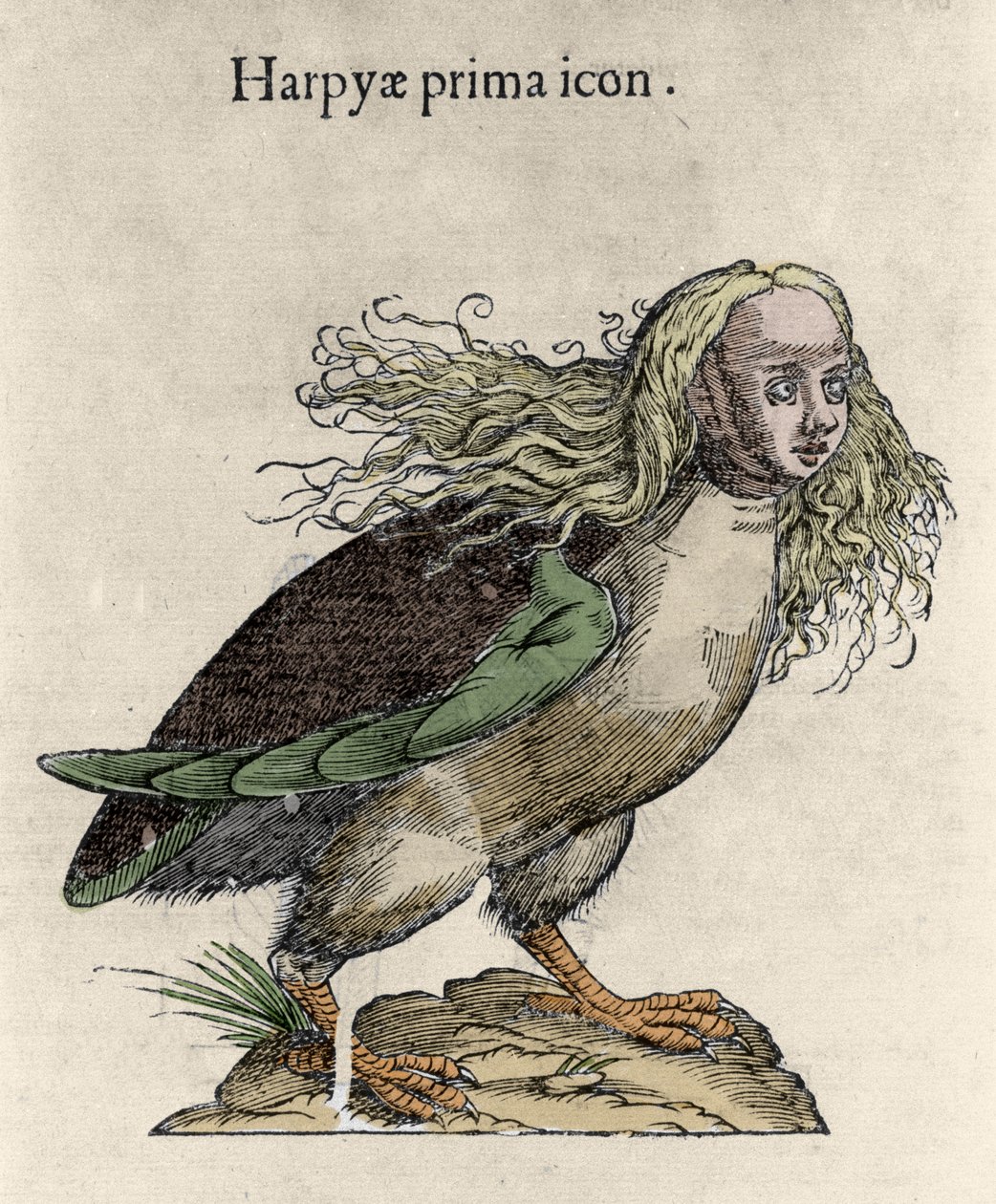 Representation av en harpygravyr av Ulisse Aldrovandi (1522-1605), "Monstrens historia", Bologna 1642 av Unknown artist