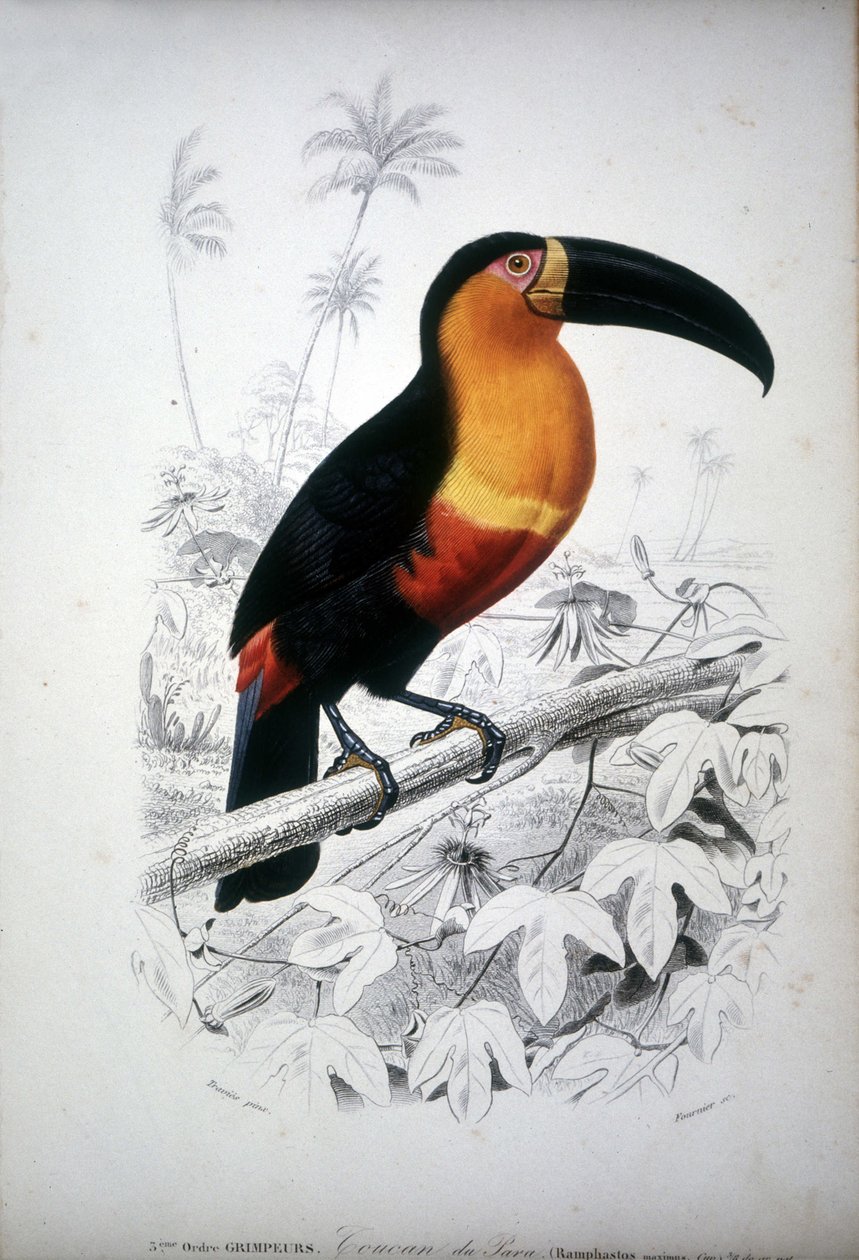 Representation av en tukan, fågel av Sydamerika. 1800-talsgravyr. av Unknown artist