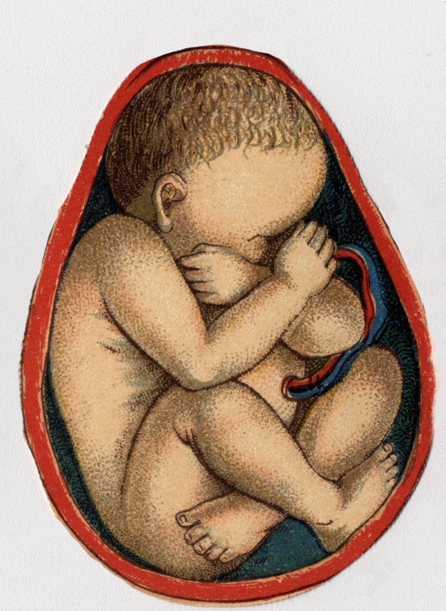 Representation av en livmoder med graviditet. "Den nya naturliga medicinen"" av F.E. Bilz.1898. av Unknown artist