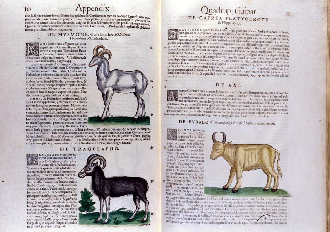 Representation av får, buffel... - i Djurens historia av Conrad Gesner (1516 - 1565), Tiguri av Unknown artist