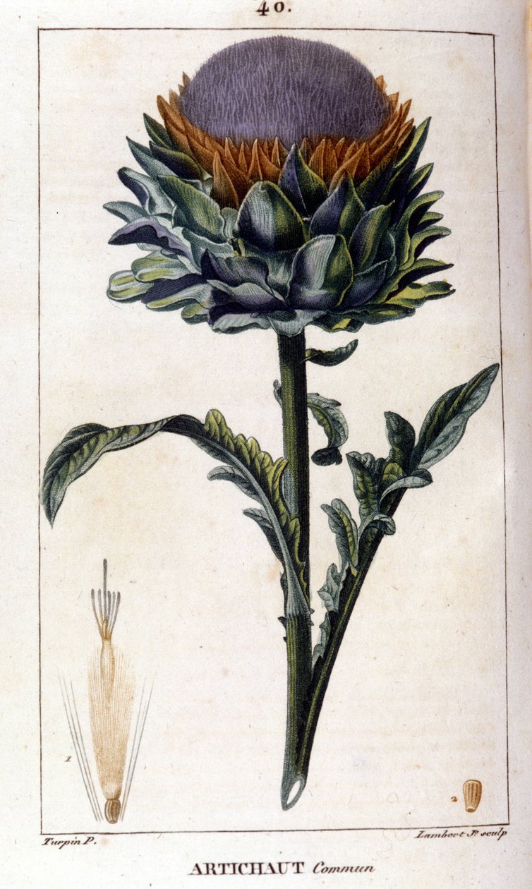 Representation av den vanliga kronärtskocka. Botanisk styrelse. 1800-talet. av Unknown artist