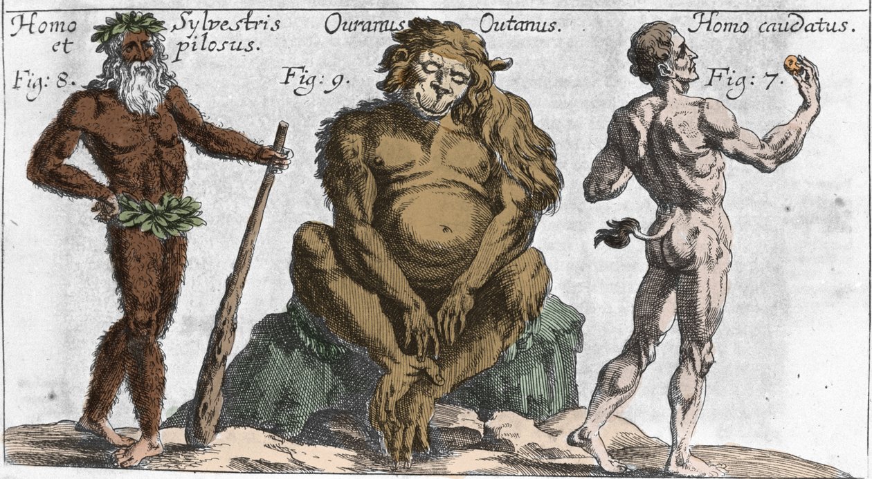 Representationer av olika monstruösa varelser: en man av skogen eller hårig, en orang-outan-apa (orang-utang, orang-outang, orang-utang) och en man med en svans. Tallrik från "" Mundi Mirabilis Oeconomia"" av Johamm Zahn, sd. 1696. Milanese . av Unknown artist