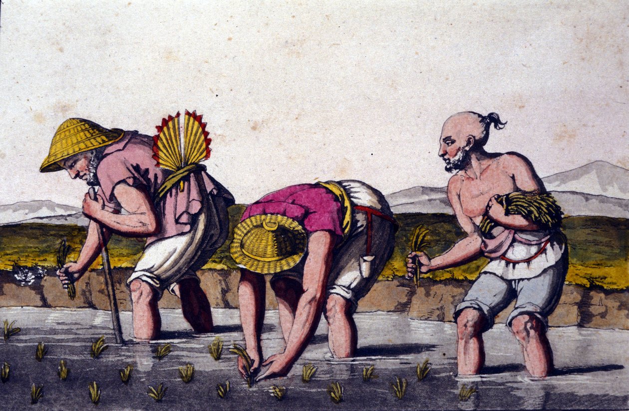 Risodling i Kina. 1800-talstryck. av Unknown artist