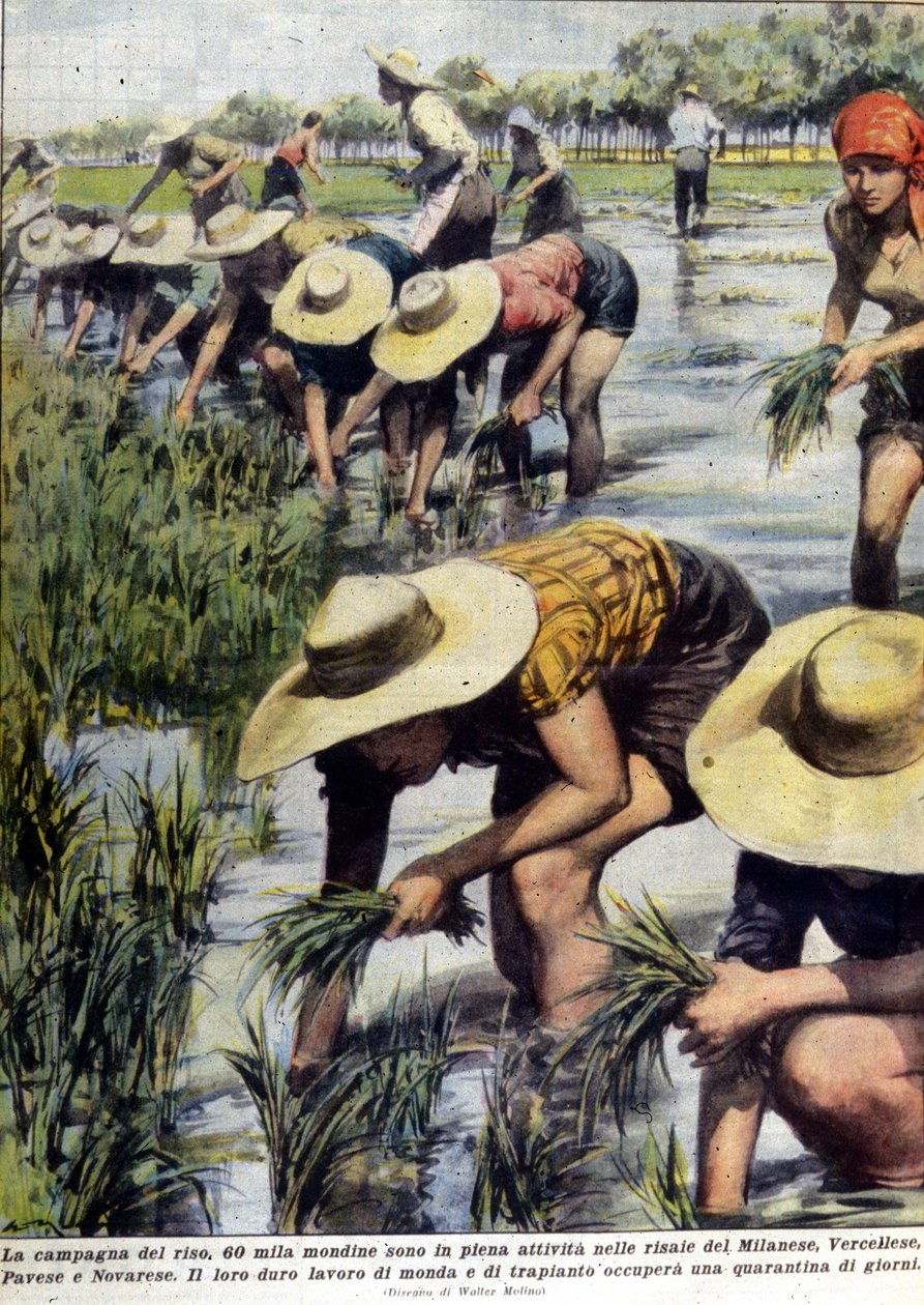 Återplantering av ris i Milanos närhet 1954. av Unknown artist
