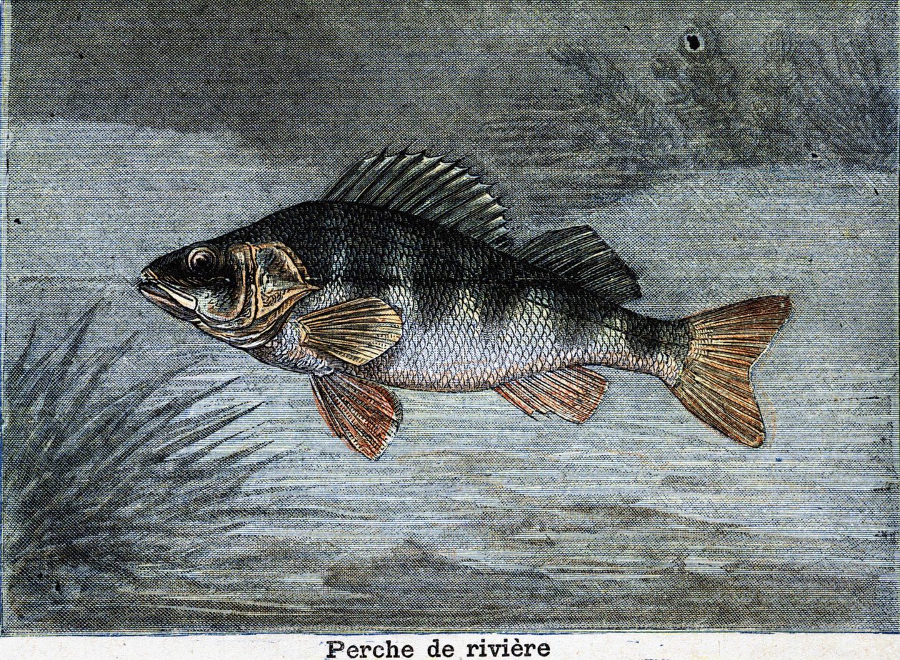 Flodabborre. Gravyr från 1897 av Unknown artist