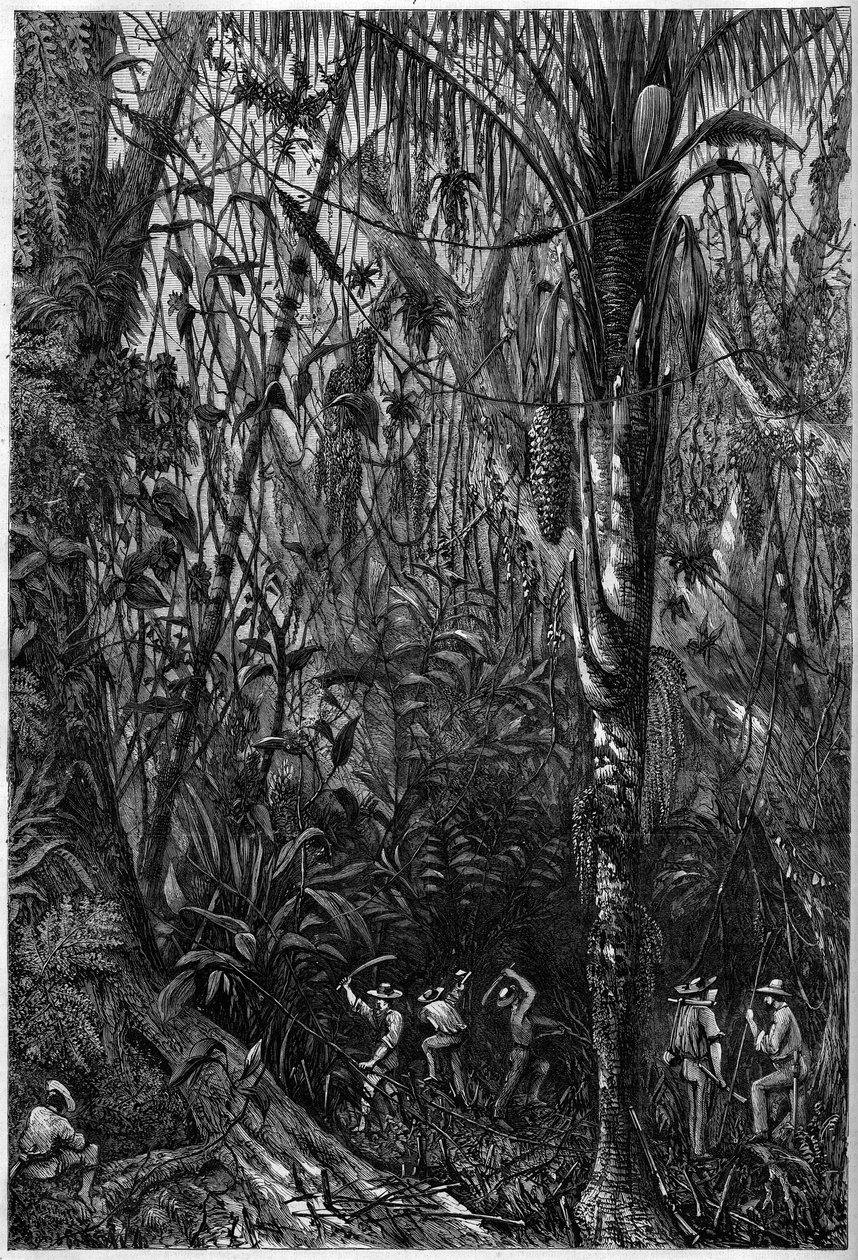 Vägutveckling i Centralamerika: Borrningen av den nicaraguanska vägen genom en urskog (avskogning). Teckning av löjtnant Olivier, medlem av kapten Bedford Pims expedition (1826-1886). Gravyr i "" The Illustrious Universe"" av Unknown artist
