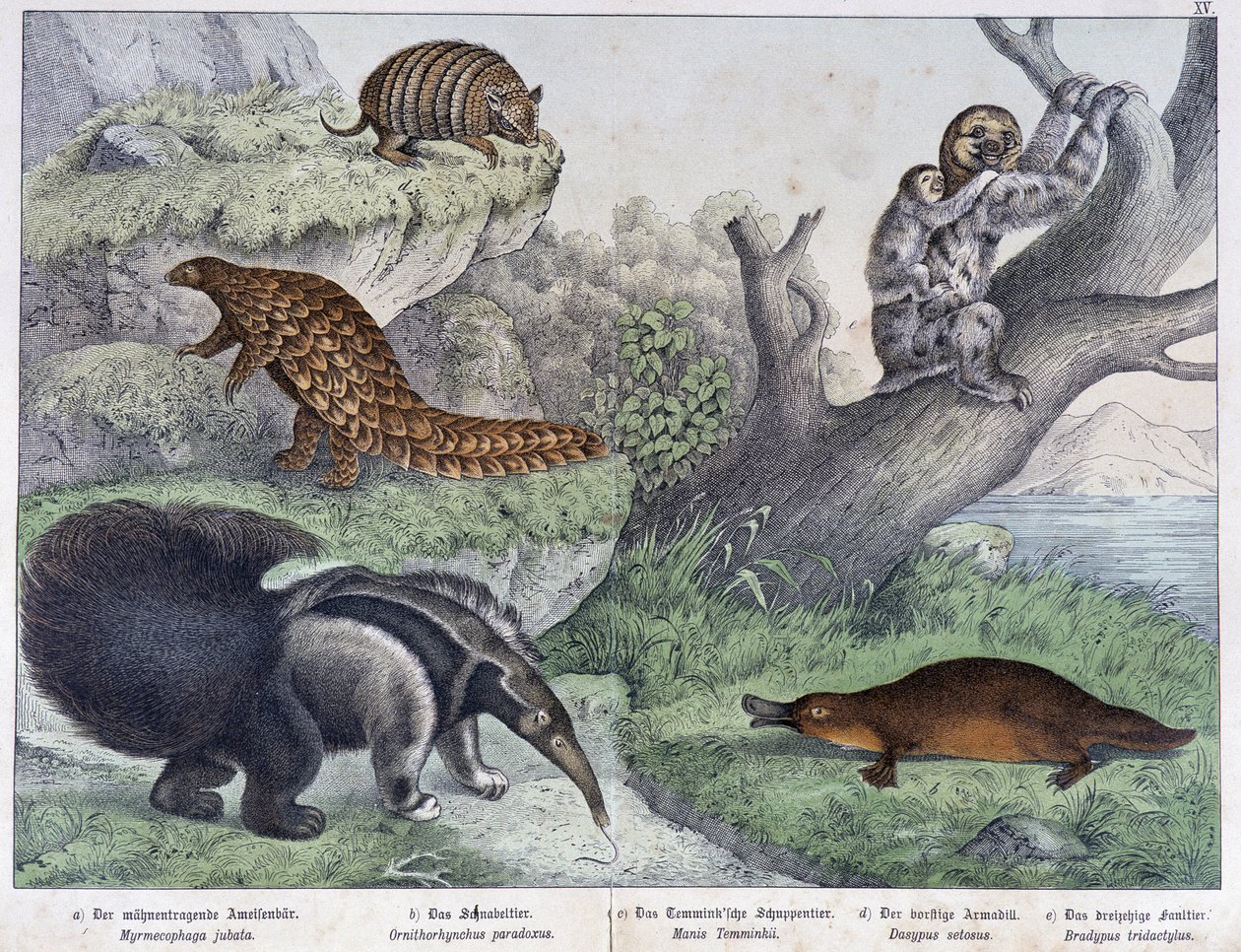 Gnagare: Tatou, lat, myra - i "" Natural histories of mammals"", red. Schreiber av Unknown artist