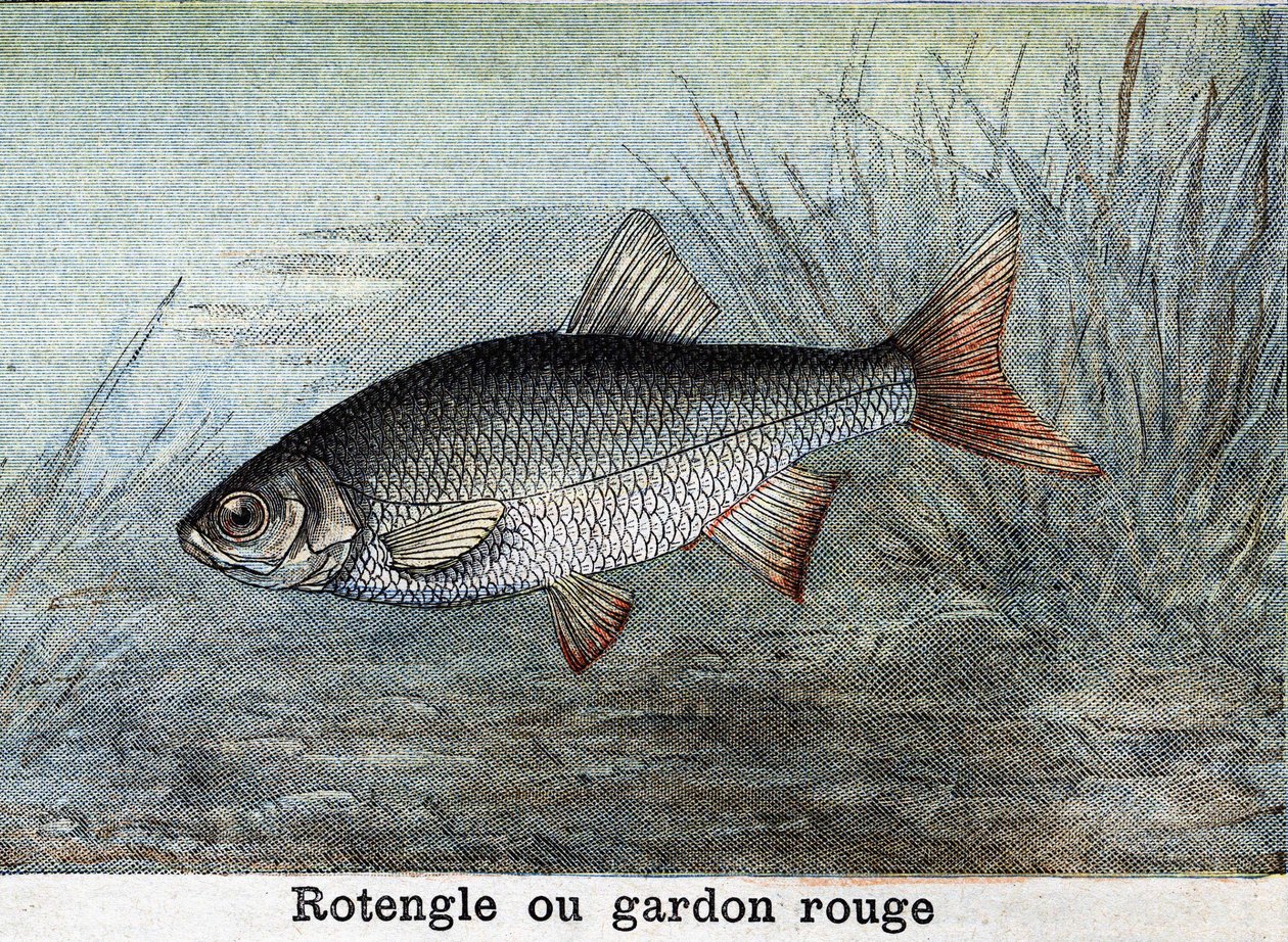 Rotengle eller röd mört Gravyr från 1898 av Unknown artist