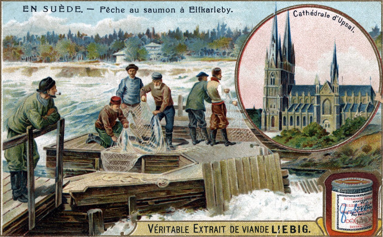 Laxfiske i Elfkarleby, Sverige. Kromolitografi, Liebig-bild. av Unknown artist