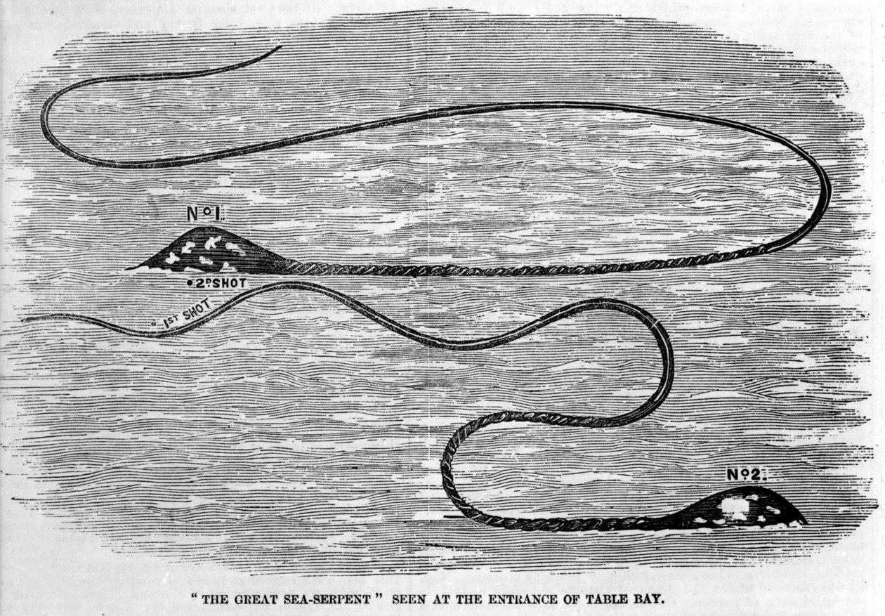 Havsorm som sågs 1850 vid ingången till Table Bay i Sydafrika. Formen på djurets huvud och långa svans antyder att det är de två tentaklerna hos en jättebläckfisk. Era gravyr. av Unknown artist