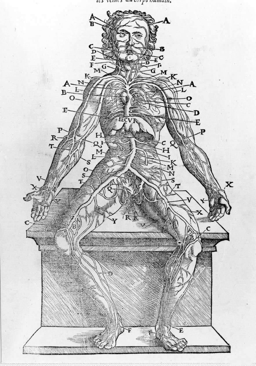 Utsnitt av en människokropp från W. H. Ryff Anatomisk beskrivning av alla delar av människokroppen tryckt i Paris 1545 av Unknown artist