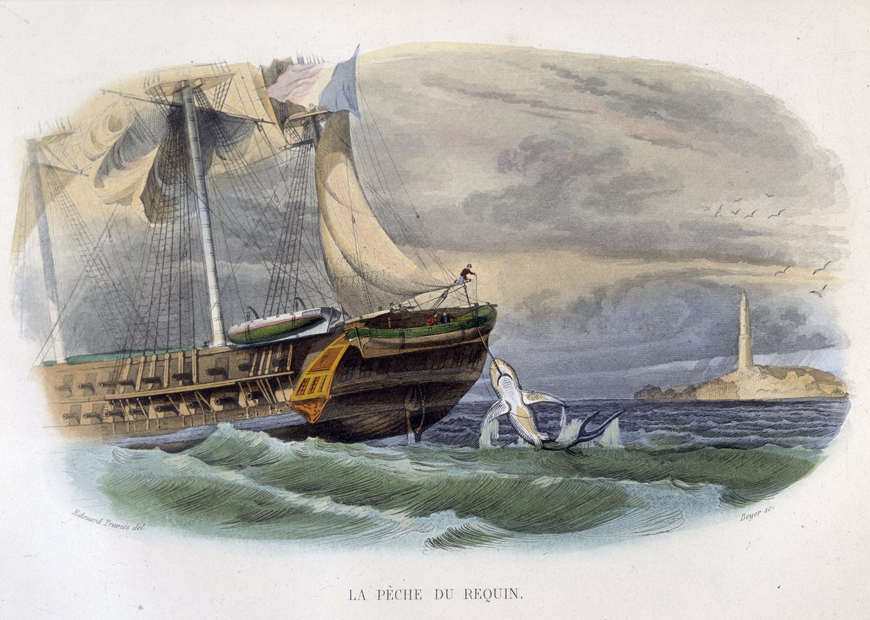Hajfiske - i "Lacepèdes naturhistoria"" av Unknown artist