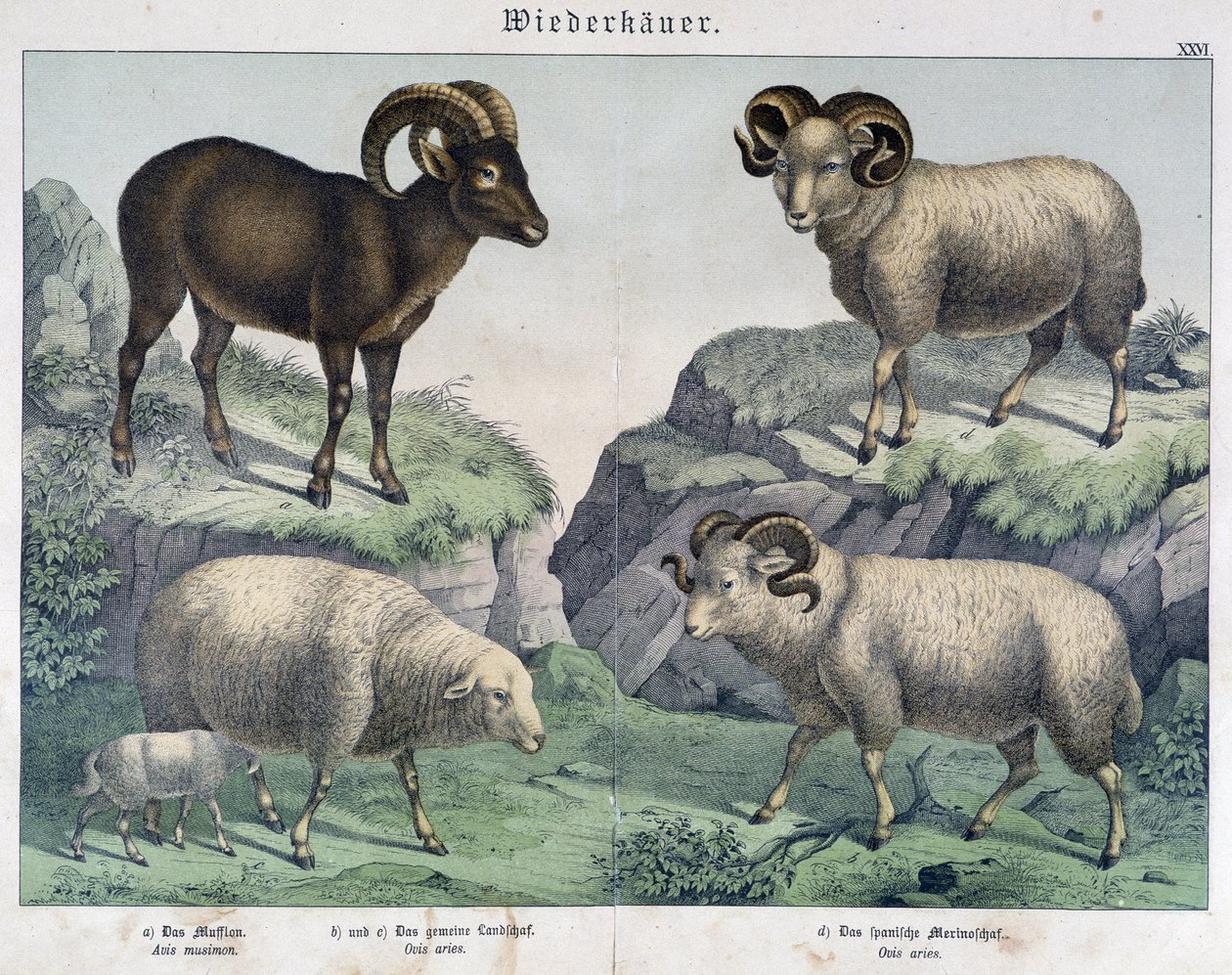 Får: Får, bagge, stenbock - i "" Histoires naturelles des mammals"", red. Schreiber av Unknown artist