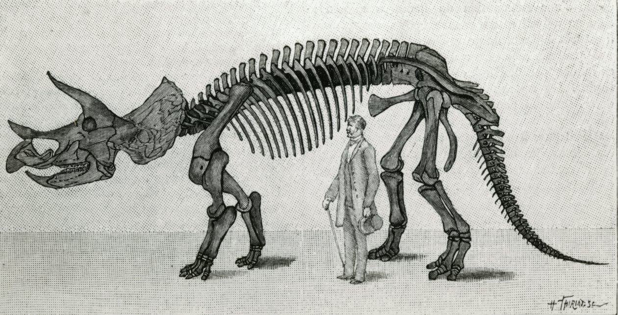 Skelett av en Triceratops prorsus av Unknown artist