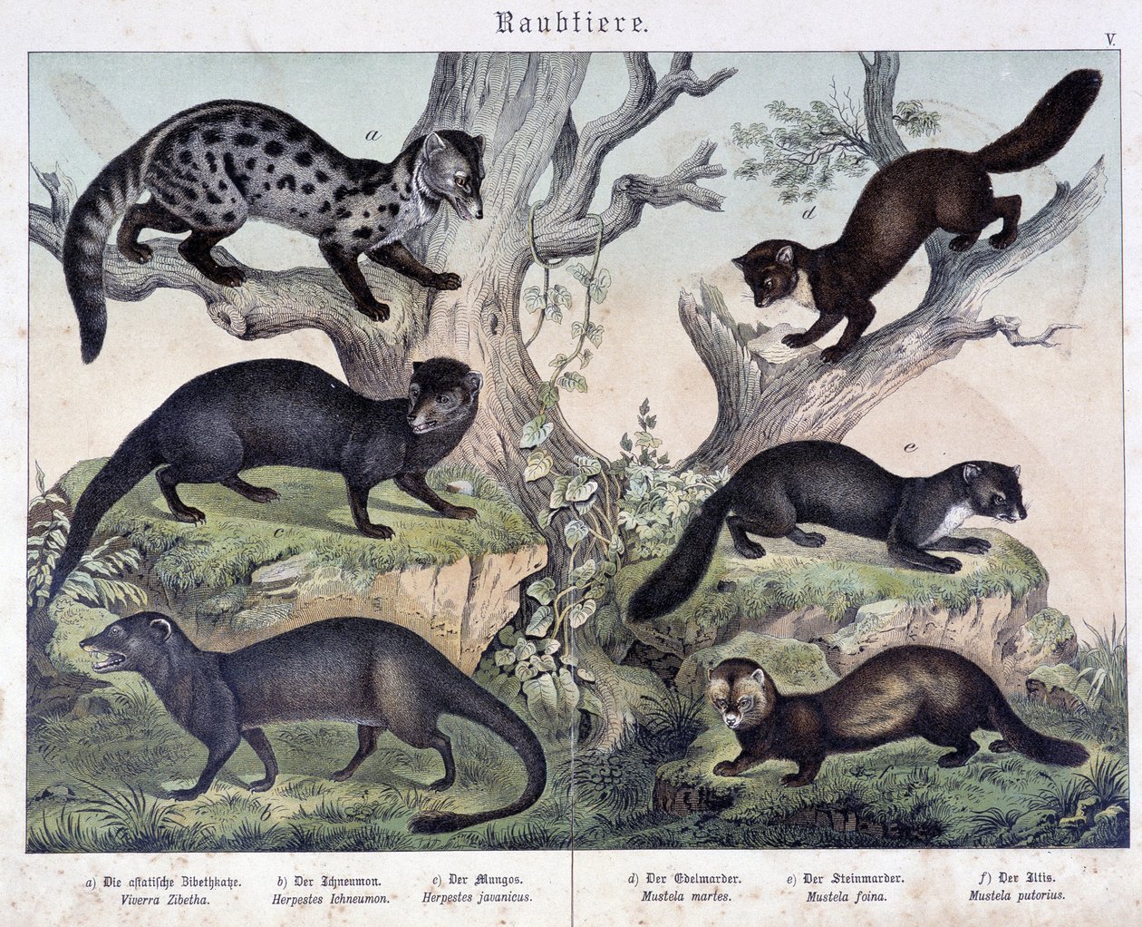 Små karuserare. i "Natural histories of mammals", red. Schreiber av Unknown artist