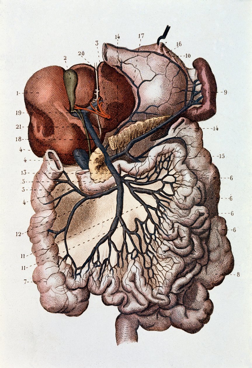 Studie av mänsklig hjärna, cerebrala hemisfärer och cerebellum (gravyr av Unknown artist