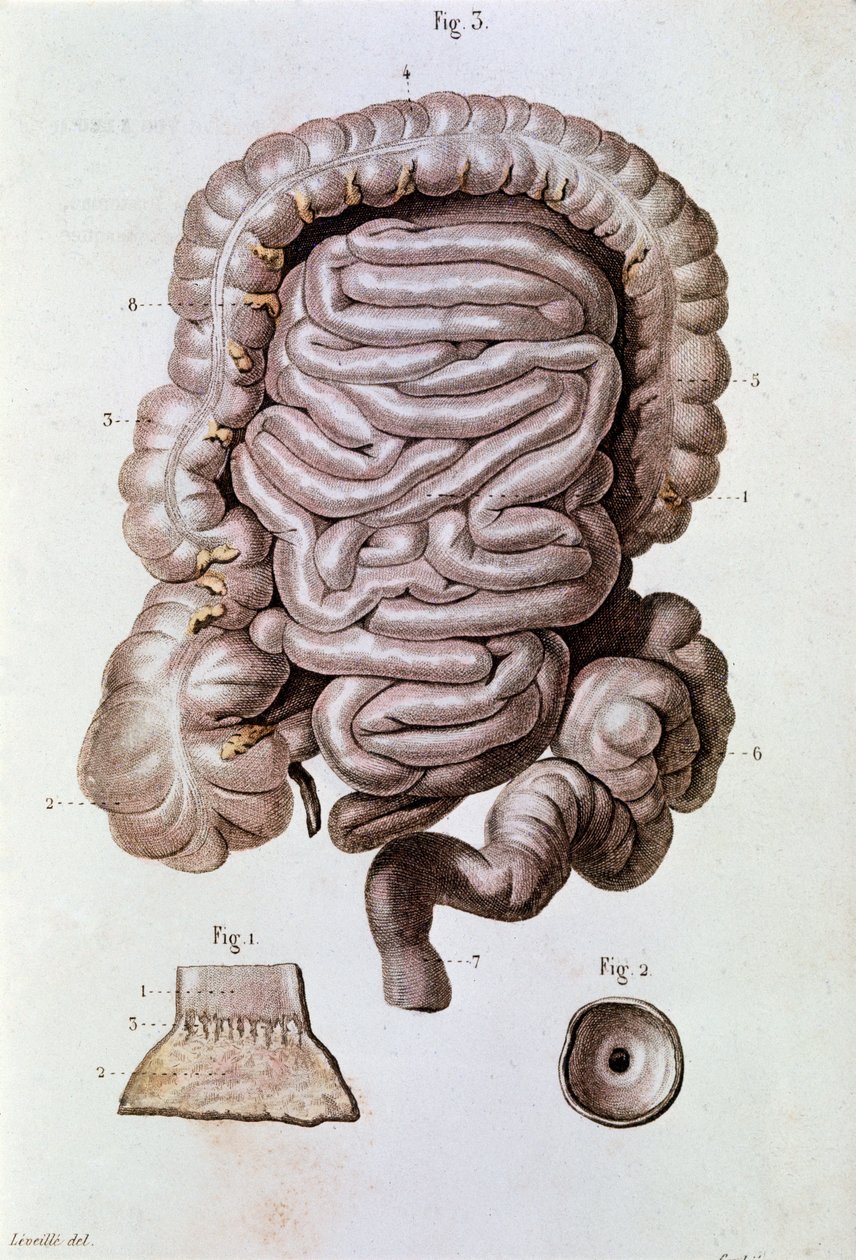 Studie av mänsklig tarm (tarm), tolvfingertarm och tunntarm (gravyr av Unknown artist