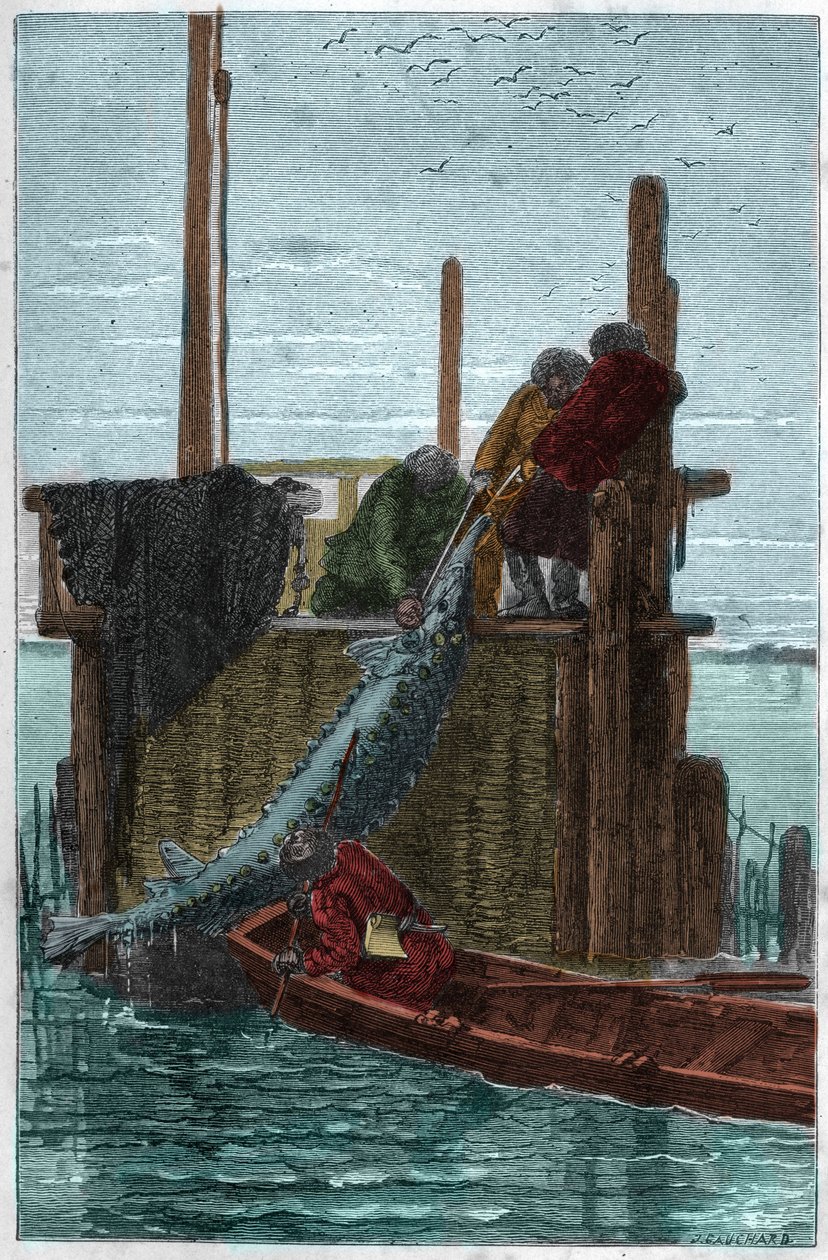 Störfiske i Volgafloden. (Stör) (Acipenser sturio) av Unknown artist