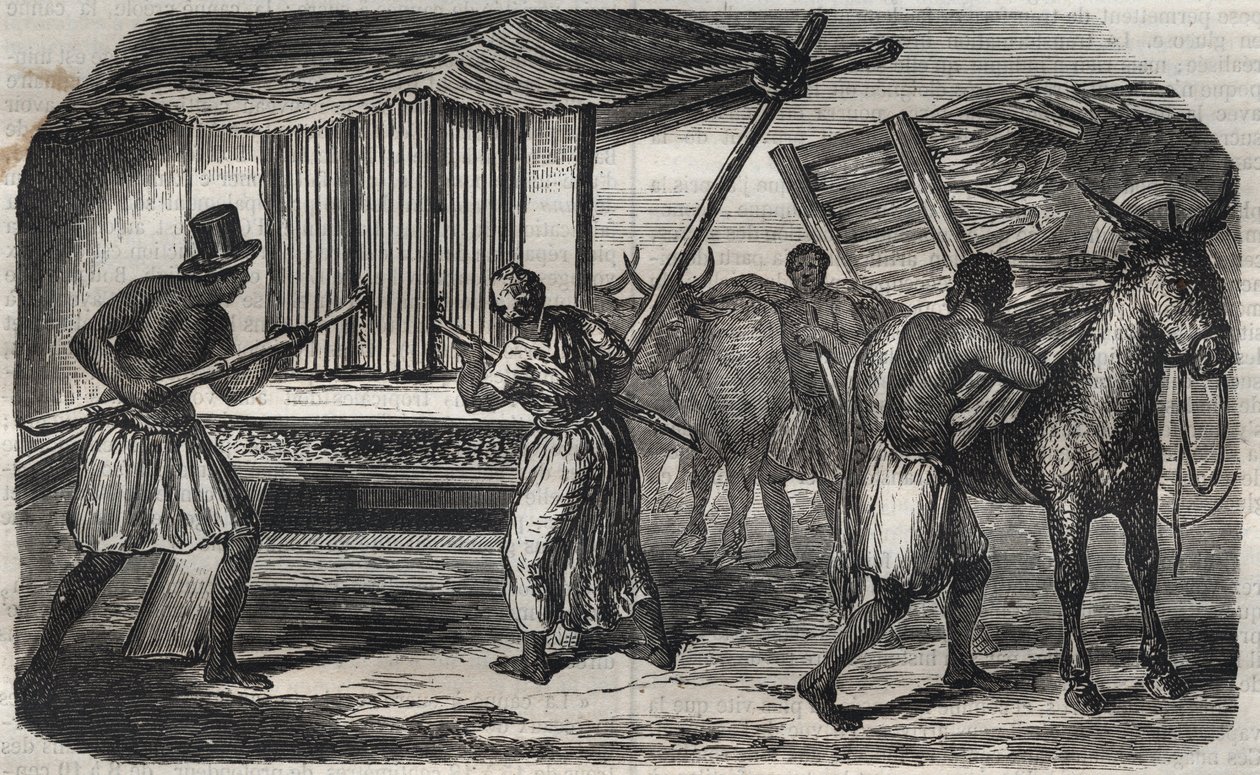 Sockertillverkning: en sockerrörsfabrik i en sockerfabrik i Västindien. Gravyr från 1859. av Unknown artist