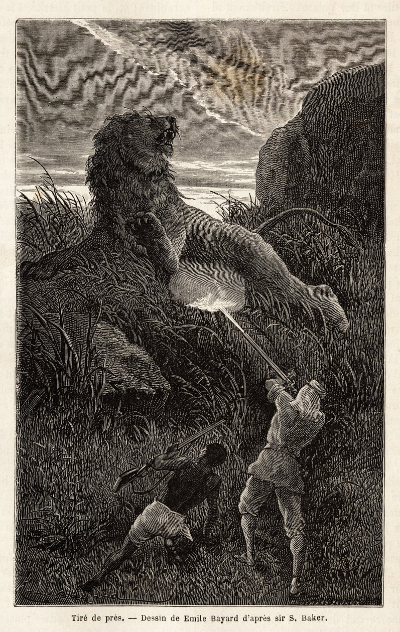 Överraskad av ett lejon under vandringen vid soluppgången skjuter författaren och sårar djuret. Gravyr för att illustrera utforskningen av Nilens abessiniska bifloder, av Sir Samuel W. Baker, 1861-62, publicerad i "" Le tour du monde"" 1870-1871, edi av Unknown artist