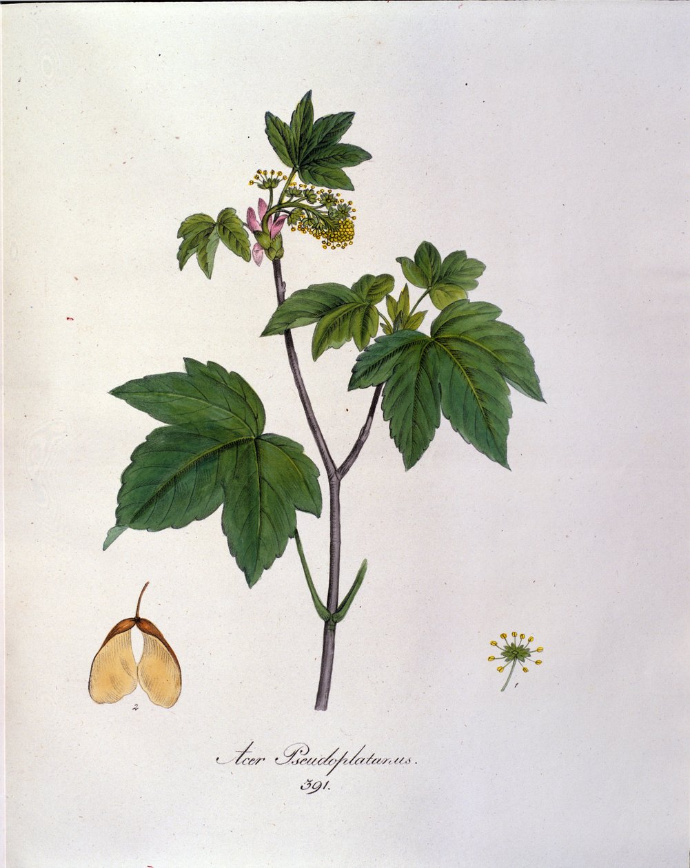 Sycamore Maple Branch. Botanisk tavla från ett herbarium från början av 1800-talet. av Unknown artist