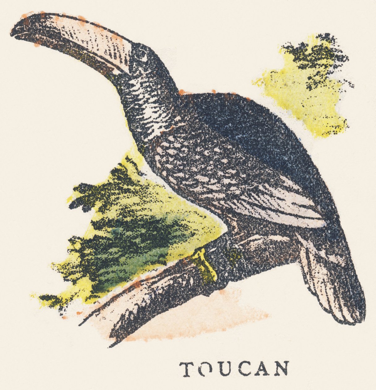 T: toucanswed av Unknown artist