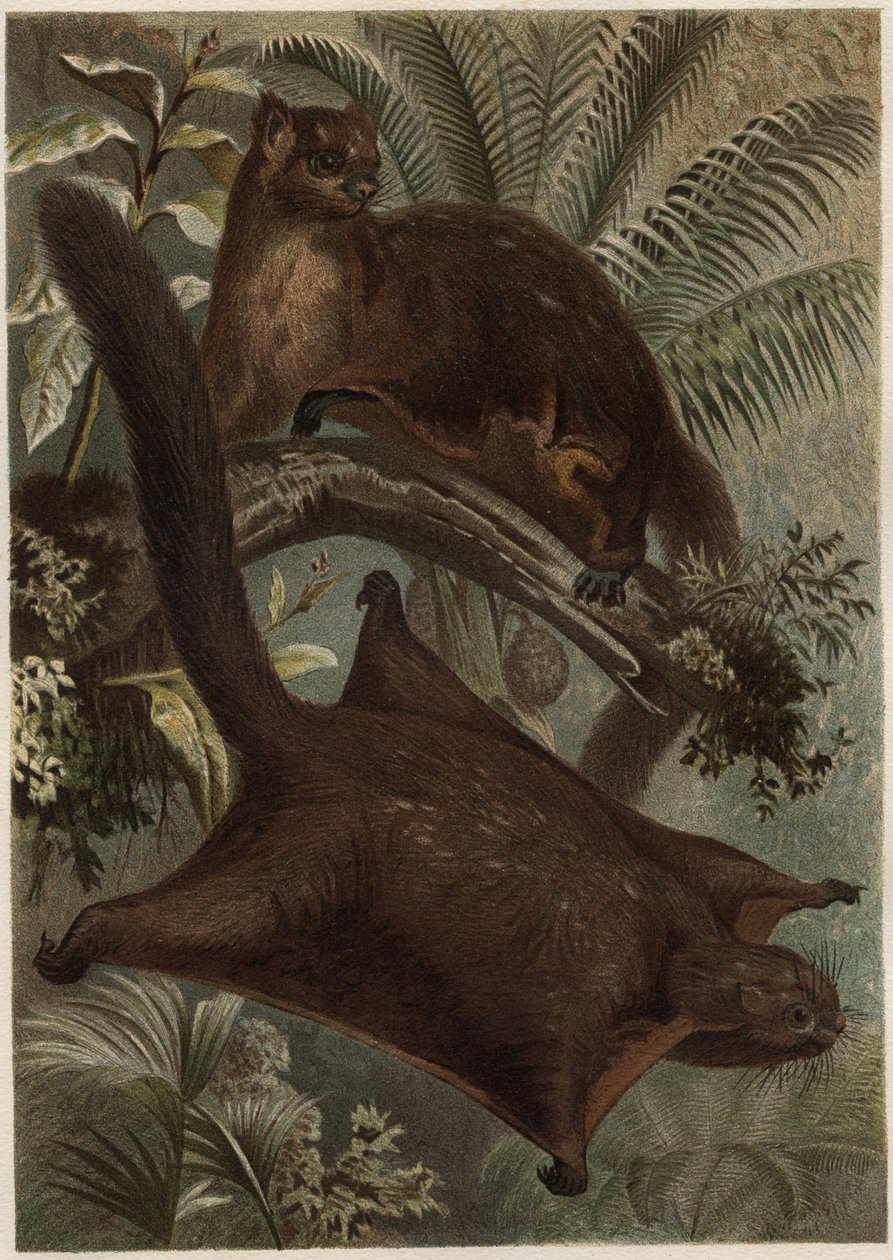 Taguan (flygande ekorre) (familjen Sciuridae) - Ekorre (flygekorre) - gravyr från "" Brehms djurliv"" av Alfred Edmund Brehm (1829-1884) av Unknown artist