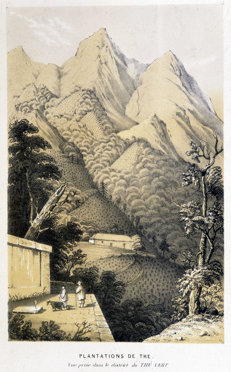 Teplantage i Kina: vy tagen i distriktet grönt te, Fortunes resa till Kina - gravyr, n.d. av Unknown artist