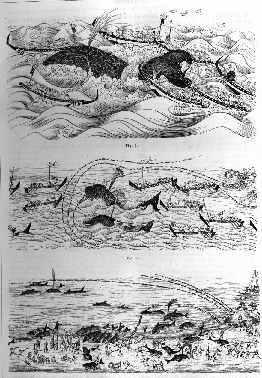 Tekniker för fiske av denna art i Japan. Exempel på ritningar skickade av Japans regering. Gravyr i "" La Nature: revue des sciences et de leurs applications aux arts et a l