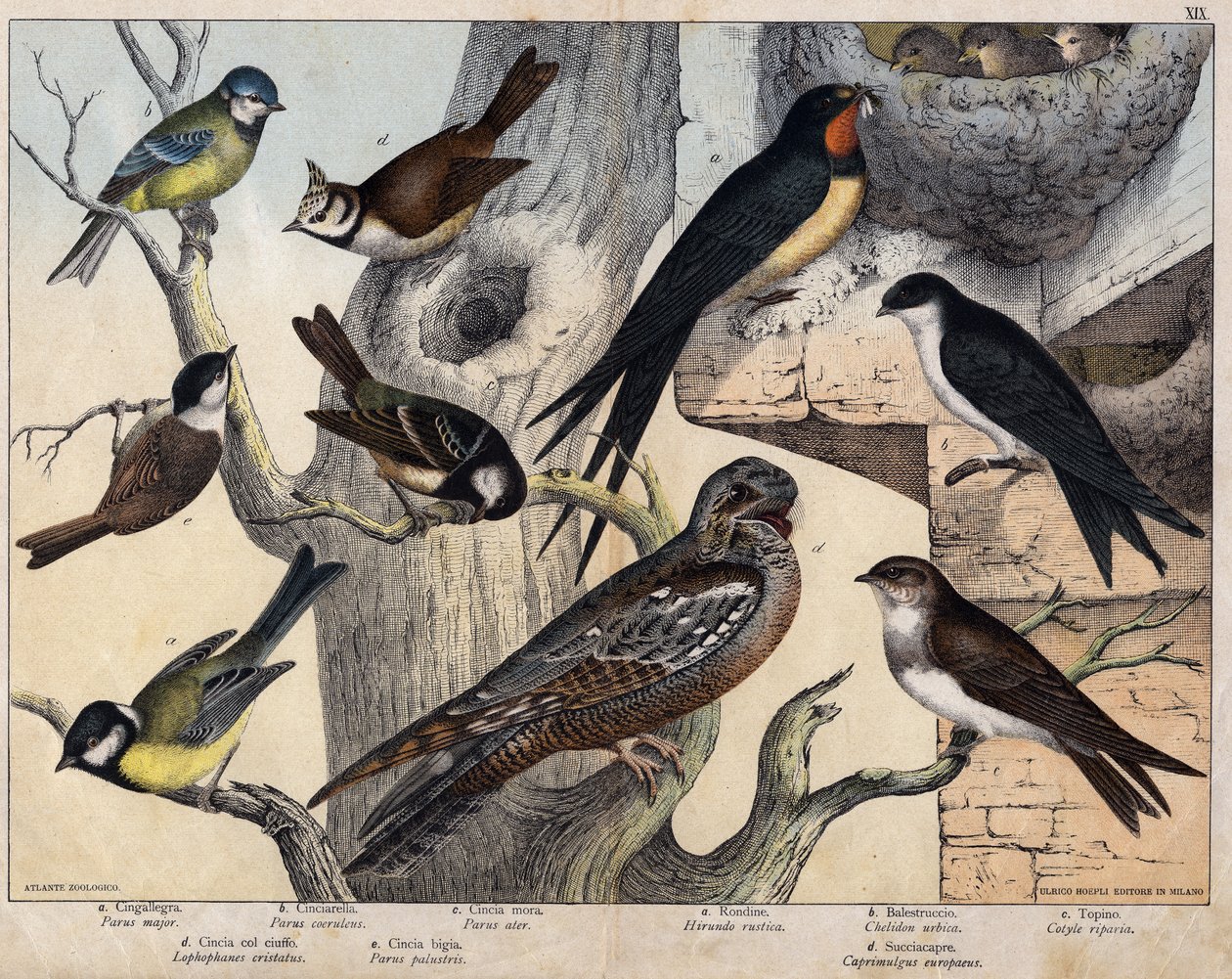 De 5 fåglarna till vänster- a: Svala (Parus major), b: Blåögd (Parus coreulus), c: Svarthårig (Parus ater), d: Svartögd (Lopophanes cristatus), e: Svartögd (Parus palustris) De 4 fåglarna till höger- a: rustik svala (Hirondo rustica), b: svala av Unknown artist