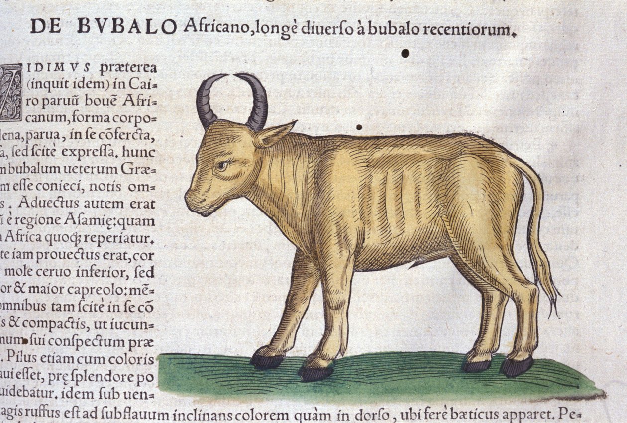 Den afrikanska buffeln efter Historia animalium av Konrad Gesner, Tiguri av Unknown artist
