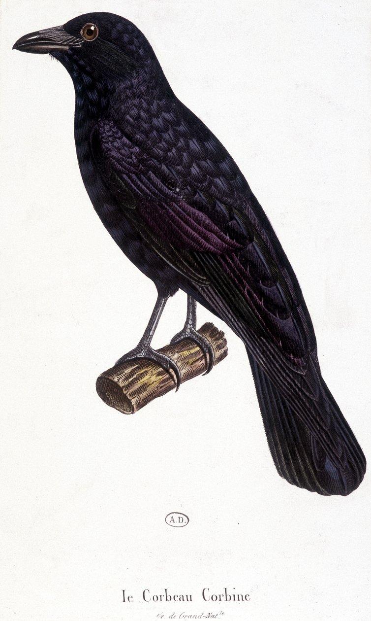 The Corbine Raven - naturhistorisk styrelse av Unknown artist
