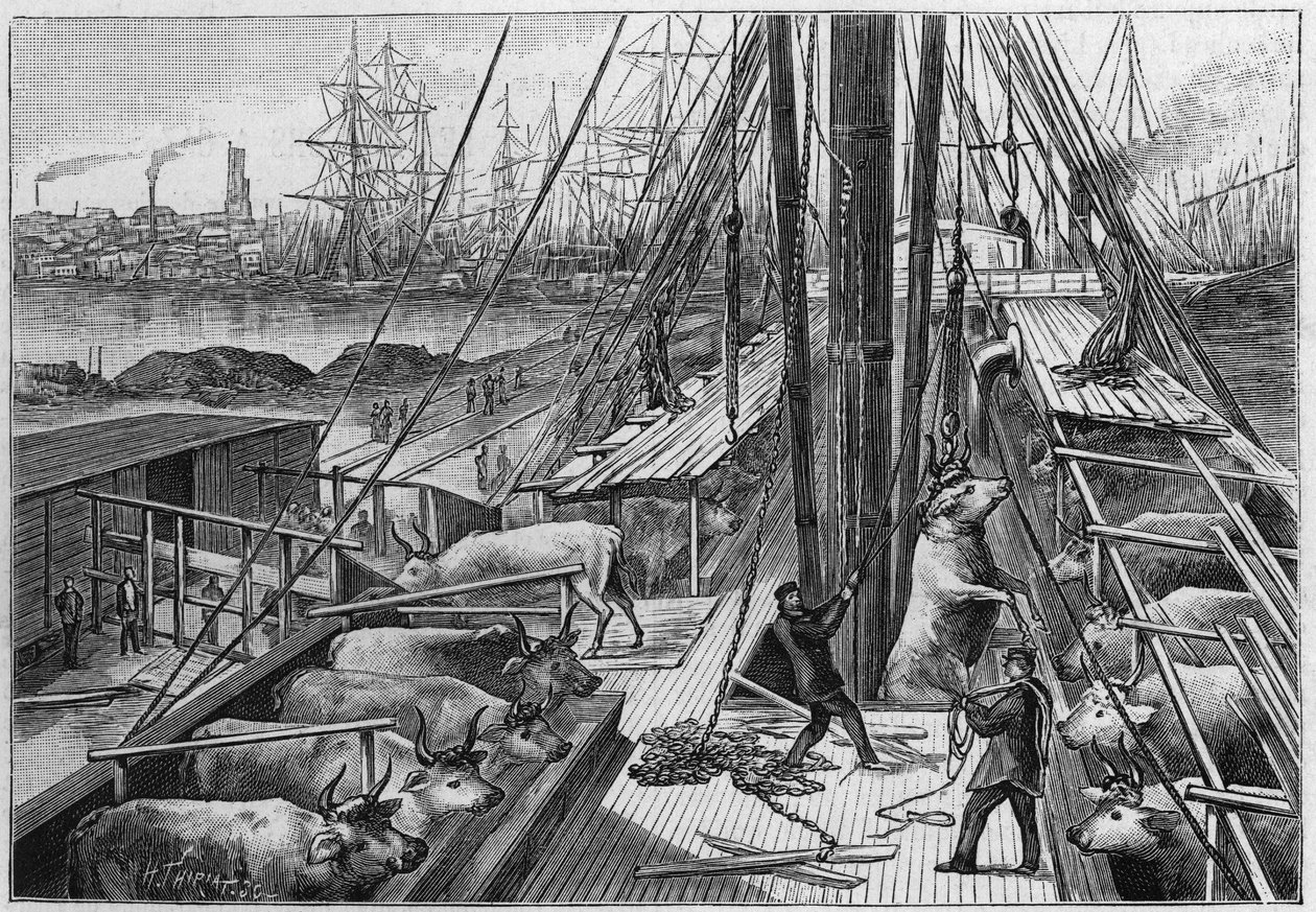 Den engelska ångbåten "Bellenden", som fraktade 90 oxar från Argentina, anlände till hamnen i Dunkerque den 18 januari av Unknown artist