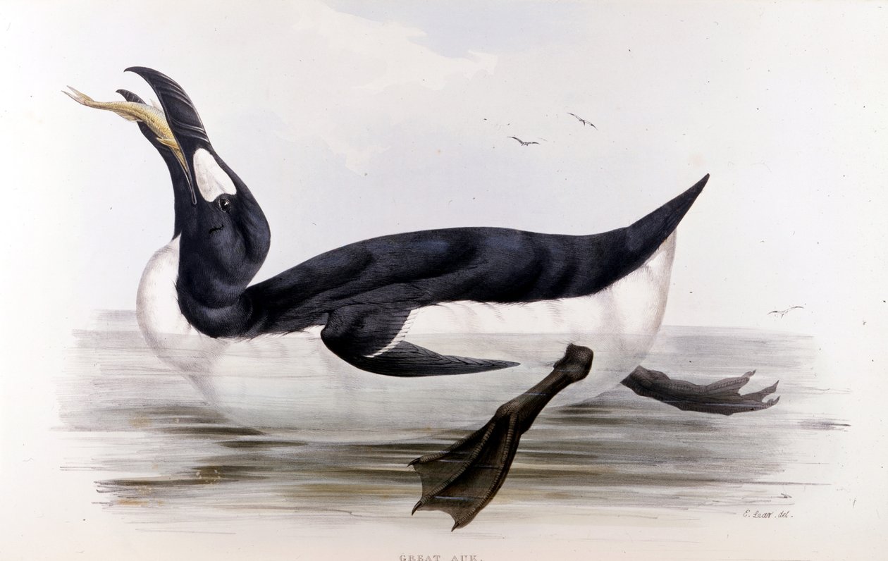 Jättepingvinen (Alca Impennis) - i Europas fåglar” av John Gould, London av Unknown artist