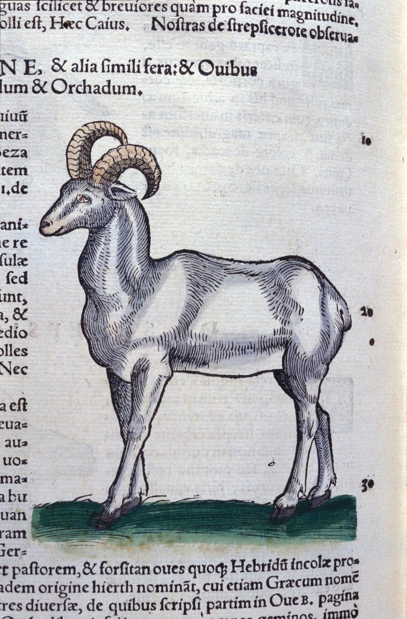 The Ibex in Historia Animalium av Conrad Gesner (1516 - 1565), Tiguri av Unknown artist