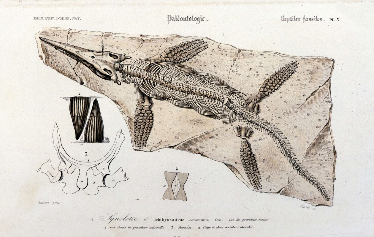 The Ichthyosaur från Universal Dictionary of Natural History av Unknown artist